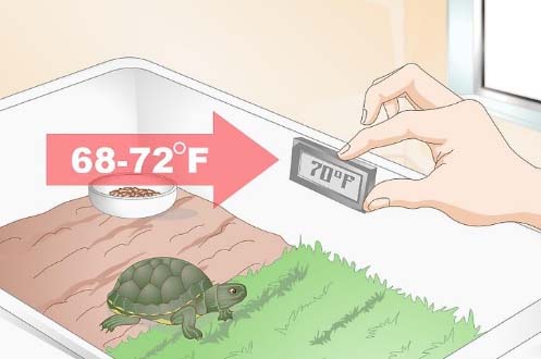 小乌龟不吃东西怎么办(4个原因和解决办法要知晓)