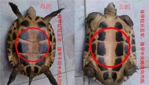 巴西红耳龟雌雄图片